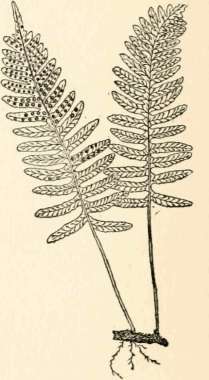 Fern with spores (Polypo aum vulgare)