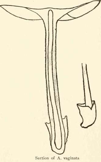Genus Amanitopsis 177