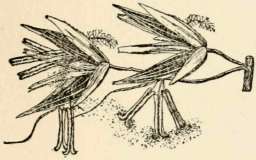 Grass spikelet