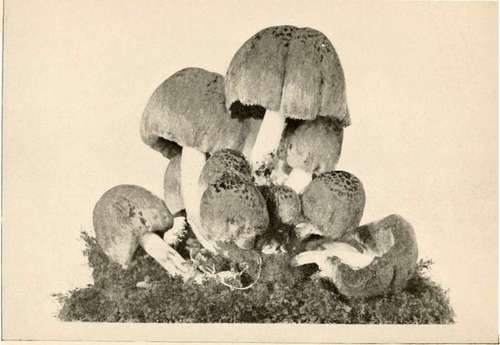 Inky Coprinus (Edible) (Coprinus 'Uramentarius. Fries. Nat. size)
