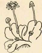 Liverwort (Marckantia