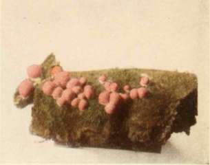 Lycogala epidendron.