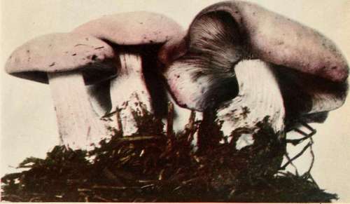 Masked Tricholoma (edible). (Tricholoma personatum. Fr, var, bulbosum. Pk.).