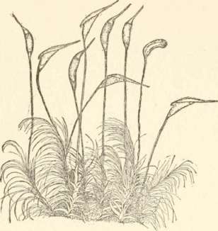 Moss {Dicranum scopariuni) (natural size)