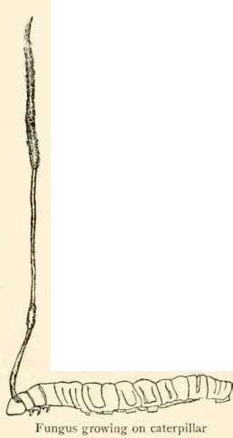 Order Spheriales 322