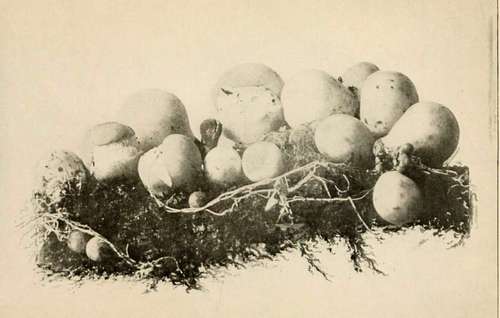 Pear Shaped Puffball (Edible) (Lvcoperdon pyriforme, Schaeff. Nat. size)