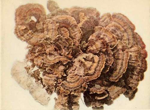 Polyporus versicolor, Fr.