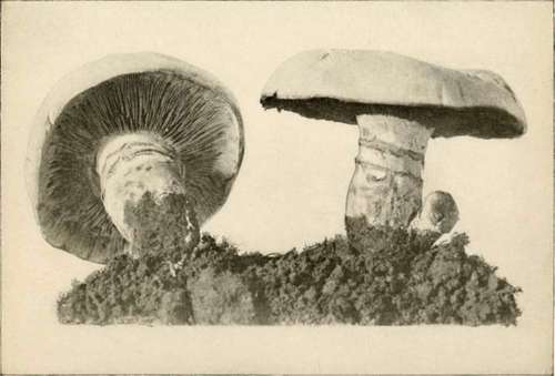 Rodman'S Mushroom, Mature (Edible)