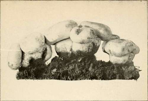 Rodman'S Mushroom, Young (Edible) {Agaricus Rodmani, Peck. Reduced)