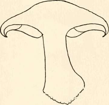Section of T. personatum (var. bulbosum)