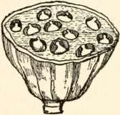 Seed box of sacred bean