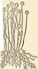 Spore cases, Threads, Bread mould (magnified)