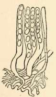 Spores borne in delicate membranous sacs (magnified)