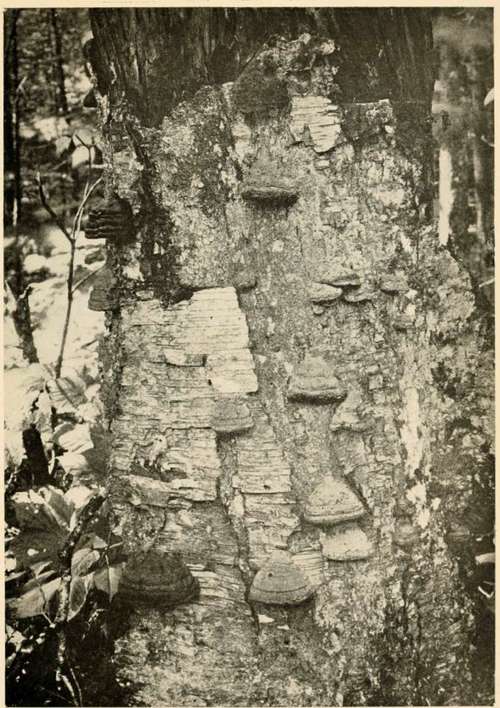 Tinderwood Polyporus