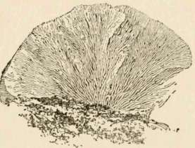 Under surface of L. betulina