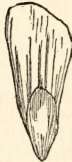 Winged seed of the silver fir