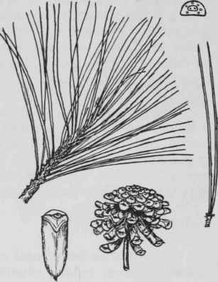 Fig. 10. Pinus resinosa
