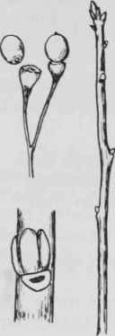 Fig. 110. Sassafras albidum