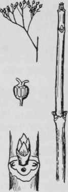Fig. 112. Hydrangea arborescens