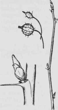 Fig. 113. Ribes cynosbati