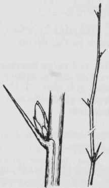 Fig. 114. Ribes missouriense