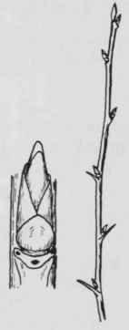 Fig. 115. Ribes rotundifolium