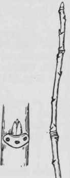 Fig. 119. Ribes triste