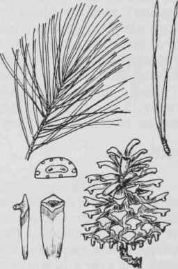 Fig. 12. Pinus sylvesrris