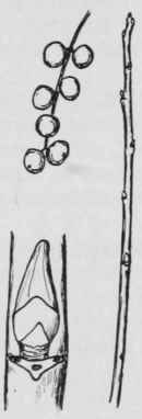 Fig. 120. Ribes americanum