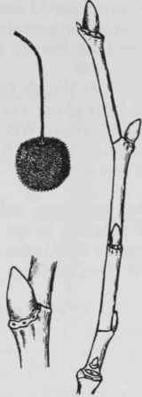 Fig. 123. Platanus occidentalis