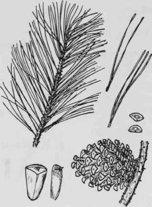 Fig. 13. Pinus echinata