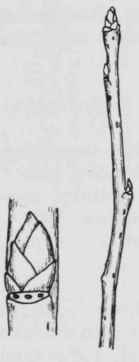 Fig, 131. Pyrus communis