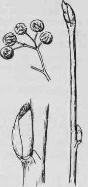 Fig. 136. Sorbus americana