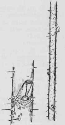 Fig. 145. Rubus strigosus