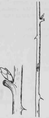 Fig. 146. Rubus occidentalis