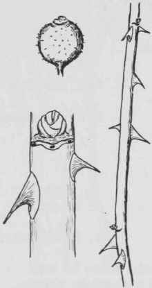 Fig. 149. Rosa setigera