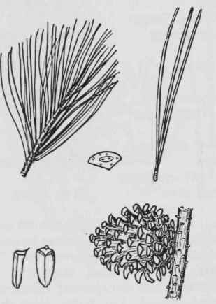 Fig. 15. Pinus rigida