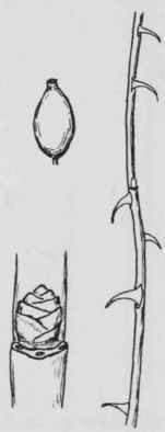 Fig. 151. Rosa eglanteria