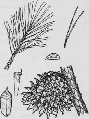 Fig. 16. Pinus pungens
