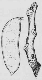 Fig. 168. Gymnocladus dioica