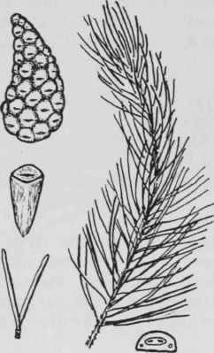 Fig. 17. Pinus banksiana