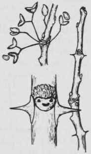 Fig. 173. Zanthoxylum americanum