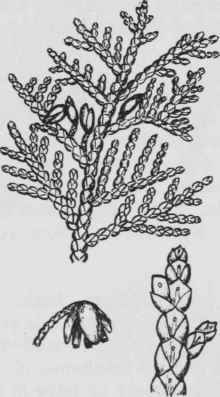Fig. 19. Thuja occidentalis
