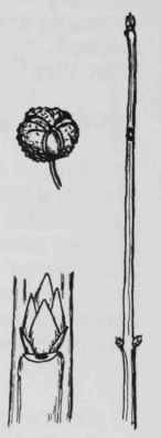 Fig. 190. Euonymus obovatus