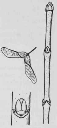 Fig. 196. Acer plaranoides