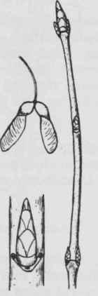 Fig. 197. Acer saccharum