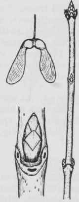 Fig. 198. Acer nigrum