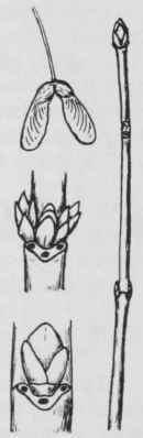 Fig. 199. Acer rubrum