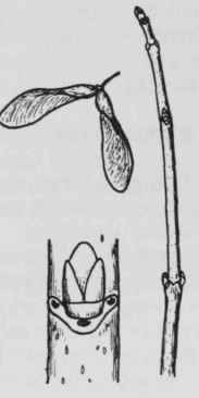 Fig. 200. Acer saccharinum