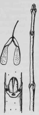 Fig. 201. Acer negundo